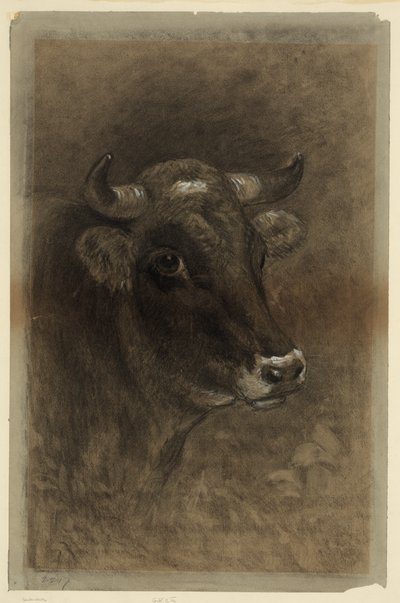 Cow by Unbekannt Unbekannt